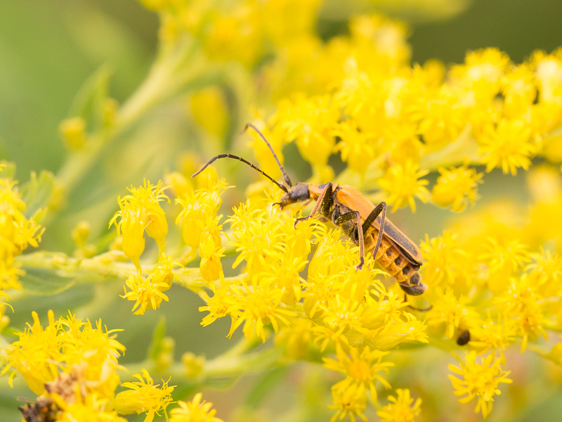 Chauliognathus pensylvanicus / Goldenrod soldier beetle