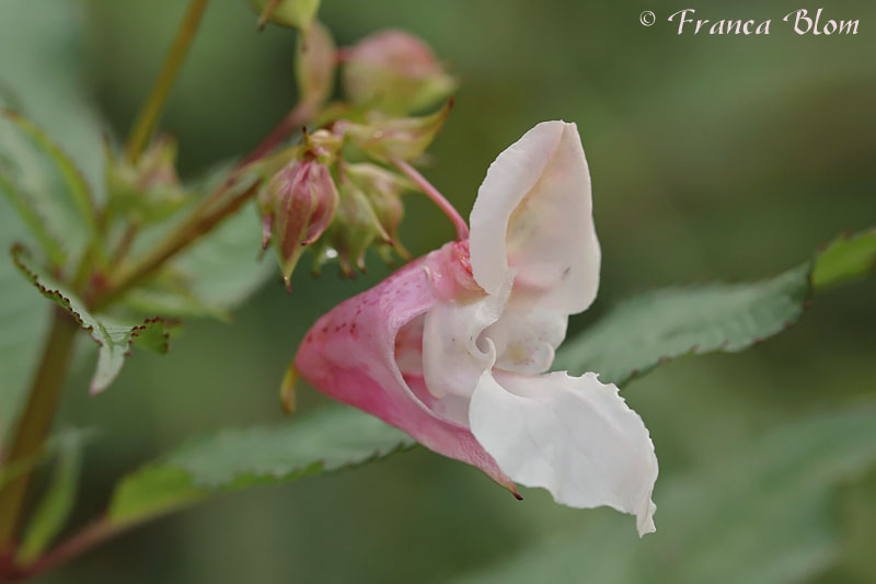 Impatiens glandulifera - Reuzenbalsemien