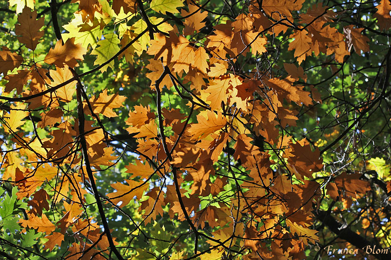 Herfstkleuren