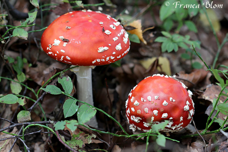 Vliegenzwam - Amanita muscaria