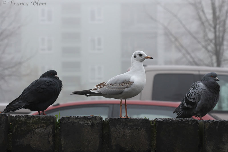 Kokmeeuw en duiven