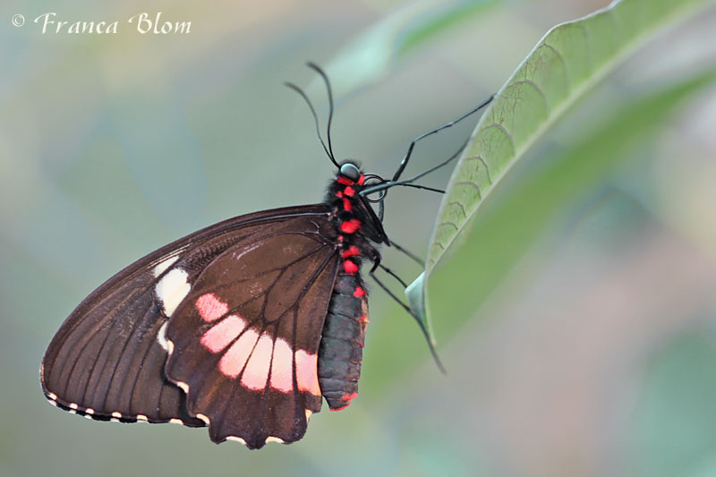 Parides iphidamas