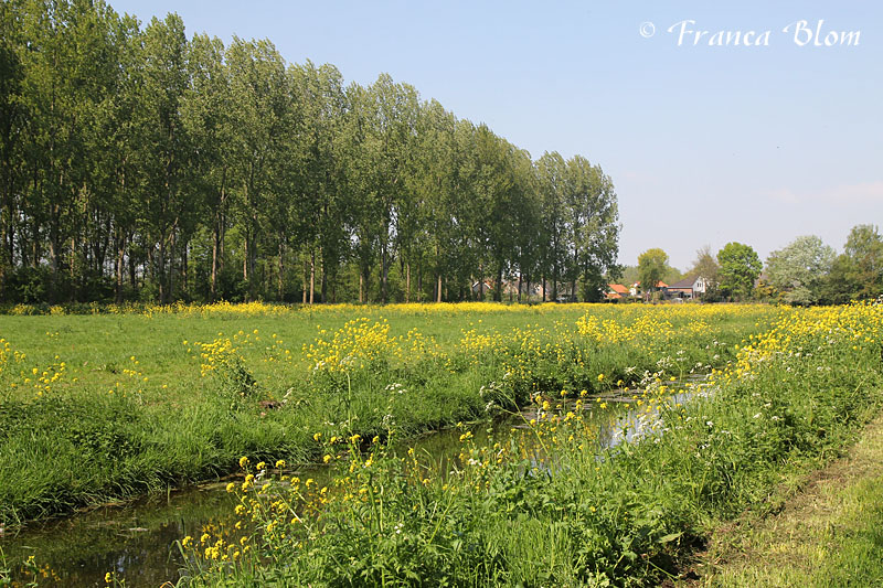 Voorjaar in het Alblasserbos