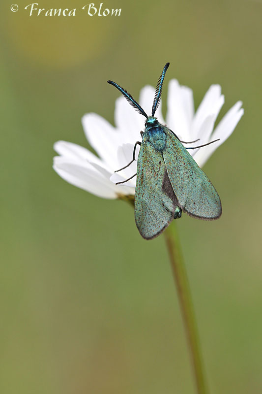 Metaalvlinder - Adscita geryon