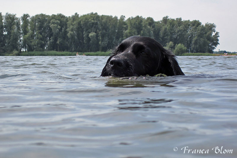 Lekker afkoelen in de rivier