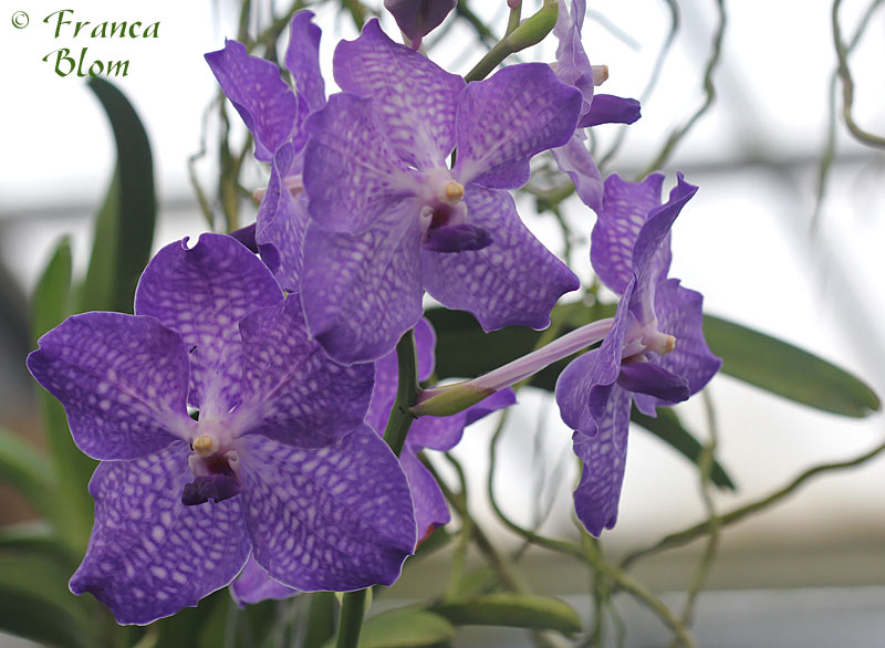 vanda spec.