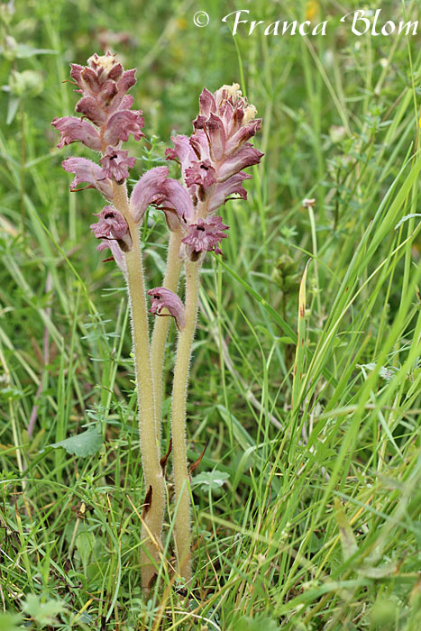 Orobanche caryophyllacea - Walstrobremraap