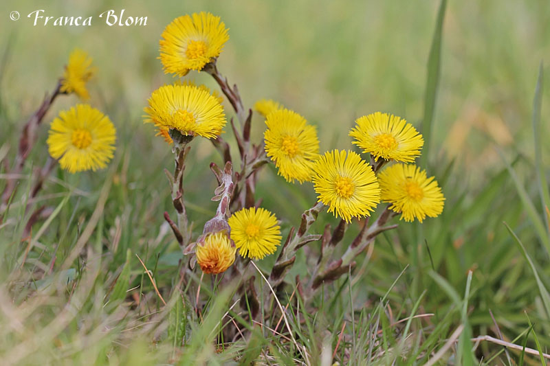 Tussilago farfara - Klein hoefblad