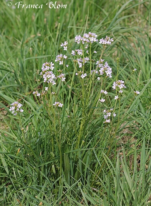  Cardamine pratensis - Pinksterbloemen