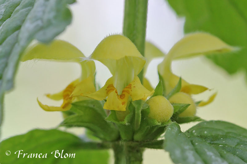 Lamiastrum galeobdolon subsp. argentatum - Bonte gele dovenetel