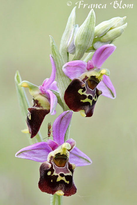 Ophrys fuciflora - Ophrys holoserica - Hommelorchis