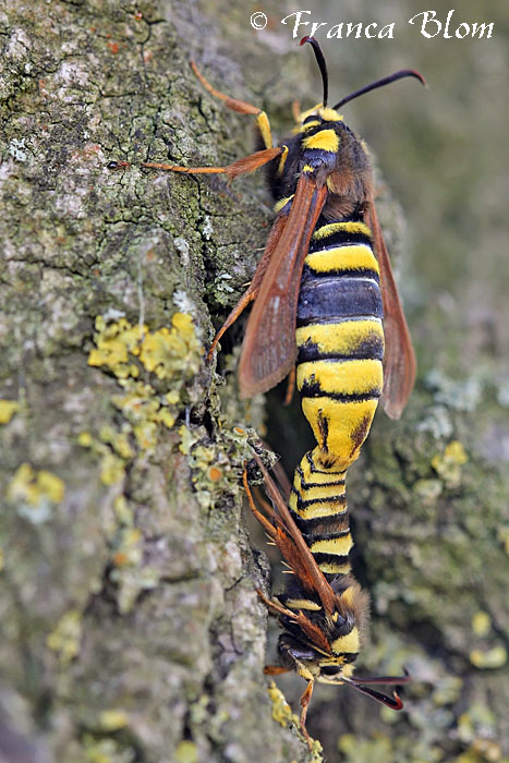 Hoornaarvlinder - Sesia apiformis