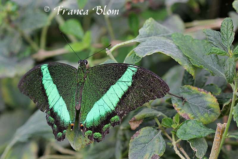 Papilio palinurus