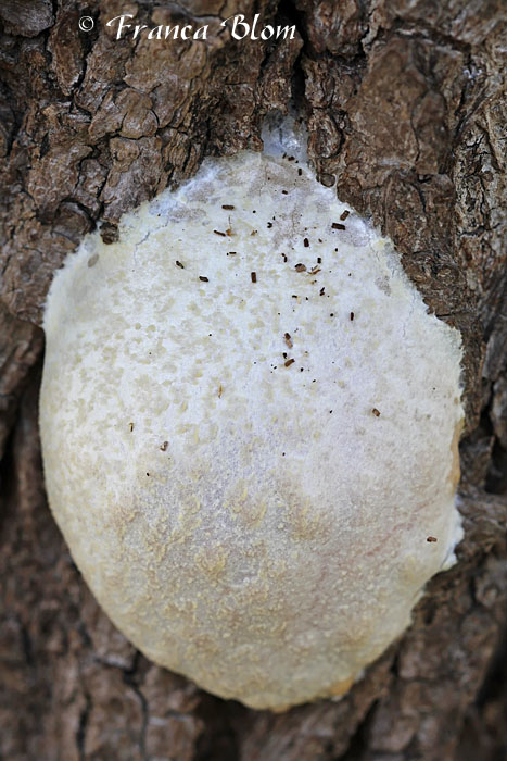 Reticularia lycoperdon - zilveren boomkussen