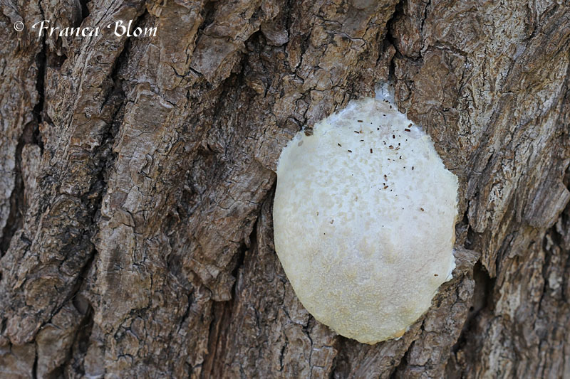 Reticularia lycoperdon - zilveren boomkussen