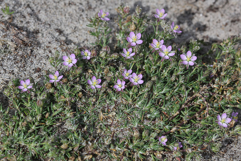 Spergularia rubra - rode schijnspurrie