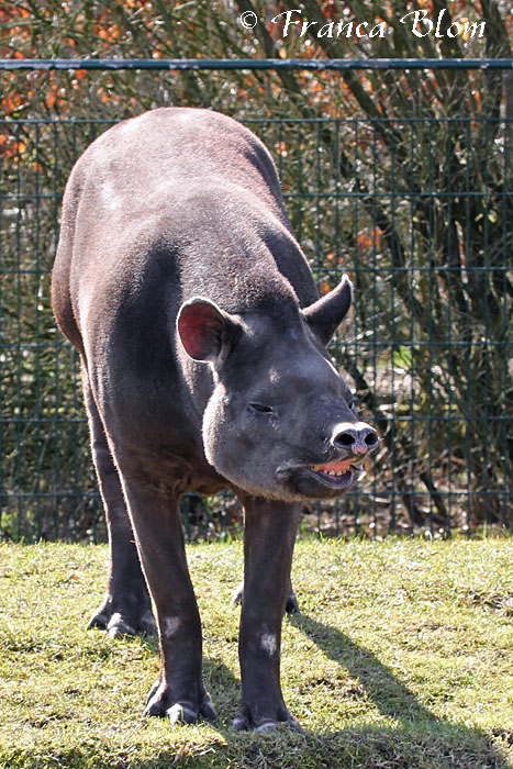 Tapir