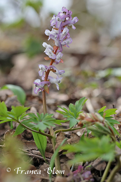 Corydalis cava - Holwortel