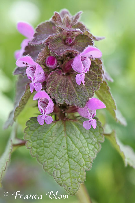 Lamium purpureum - Paarse dovenetel