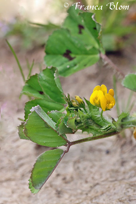 Medicago arabica - Gevlekte rupsklaver