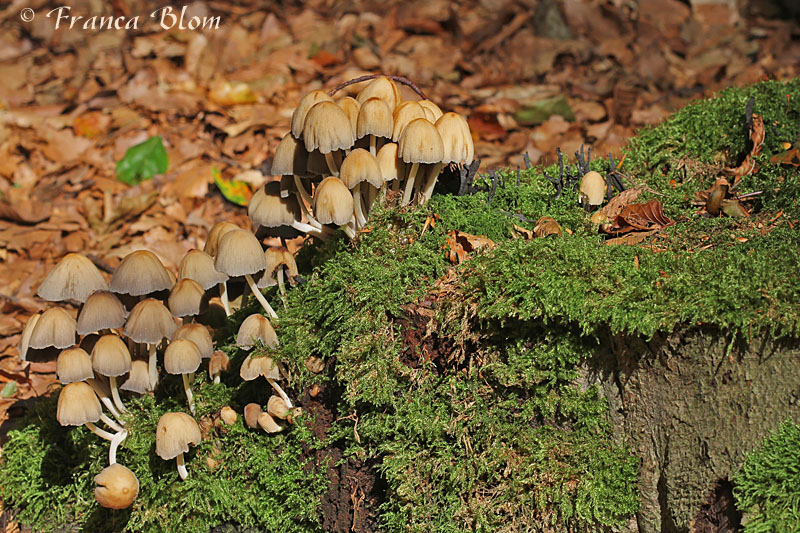 Coprinellus micaceus - Gewone glimmerinktzwammen