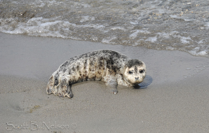 Harbor Seal Pup Alki Beach Seattle