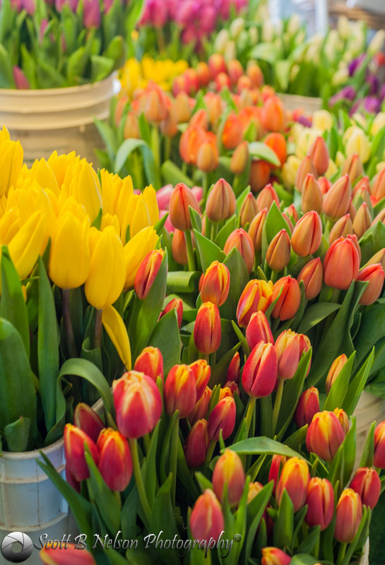 Market Tulip Color