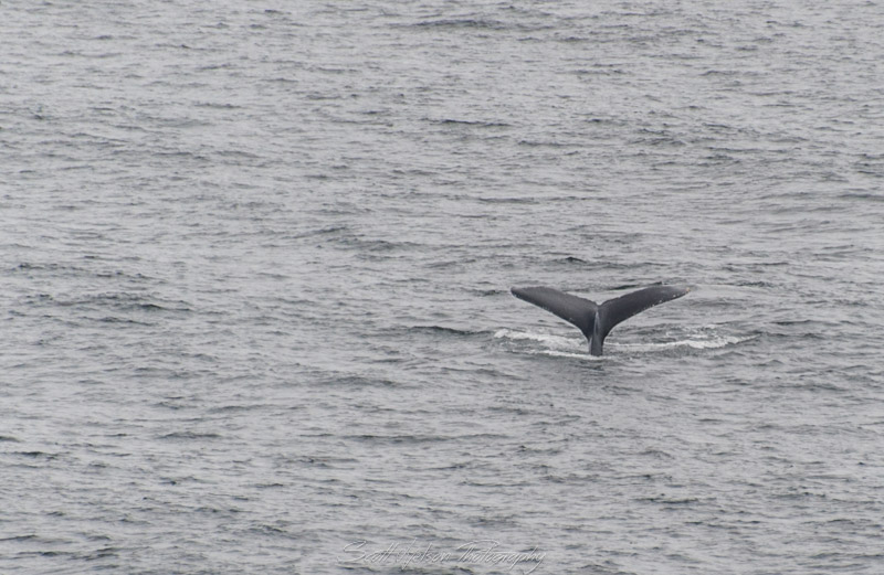 Whale Tail
