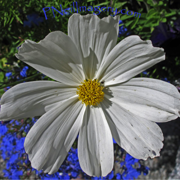 White Mtn Flower