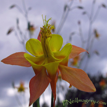 Orange Flower