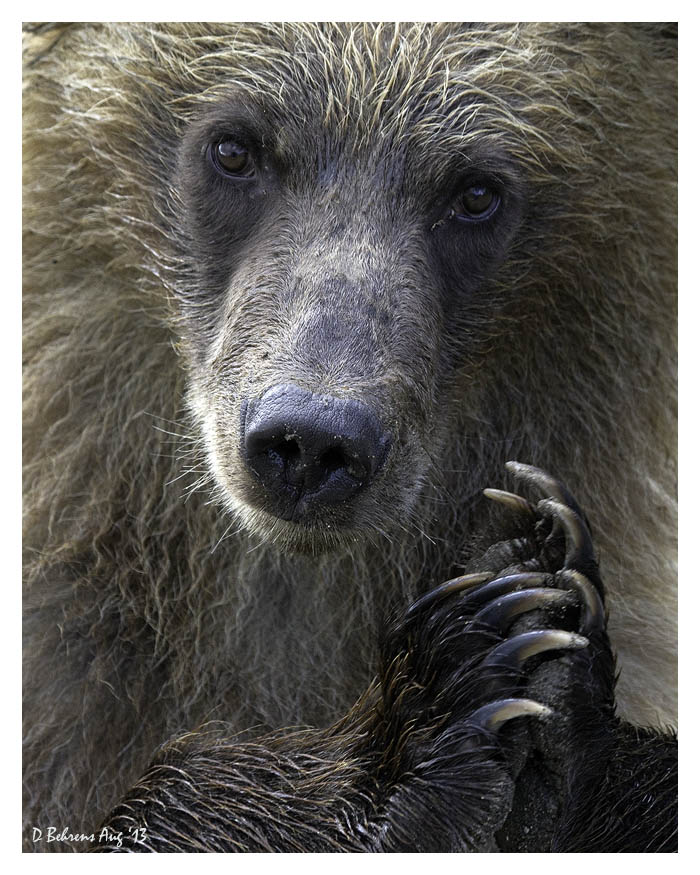 Grizzly in Denali NP