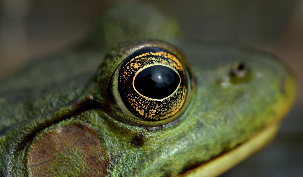 Bullfrog