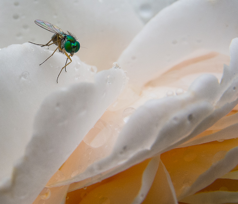 Fly on a Rose Petal