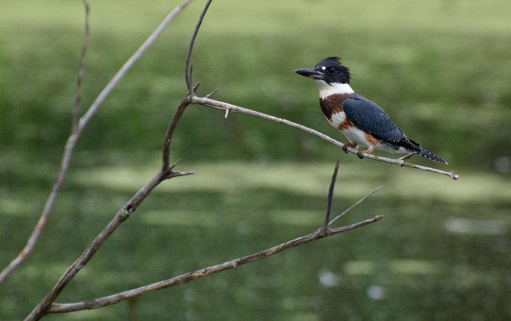 Kingfisher