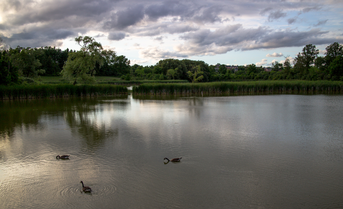 Evening Geese