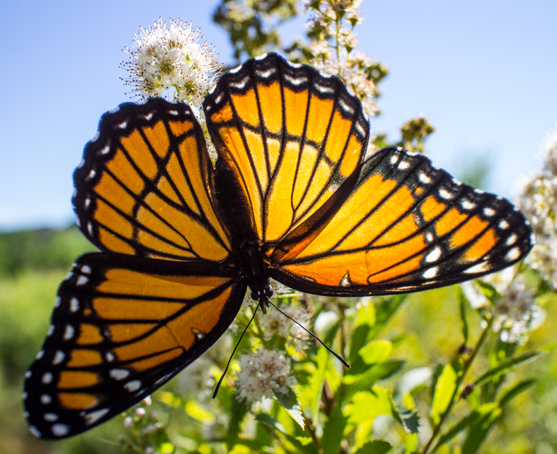 Butterfly