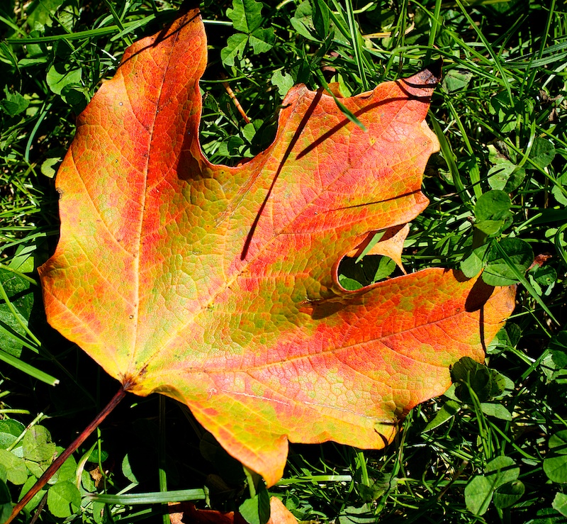 Leaf