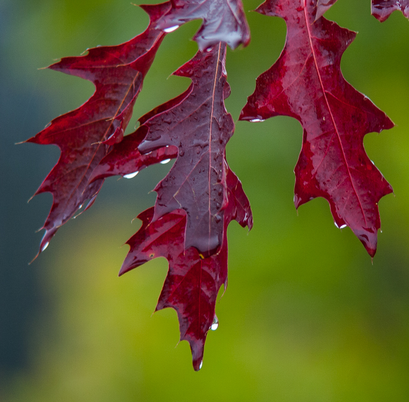 Oak Leaves