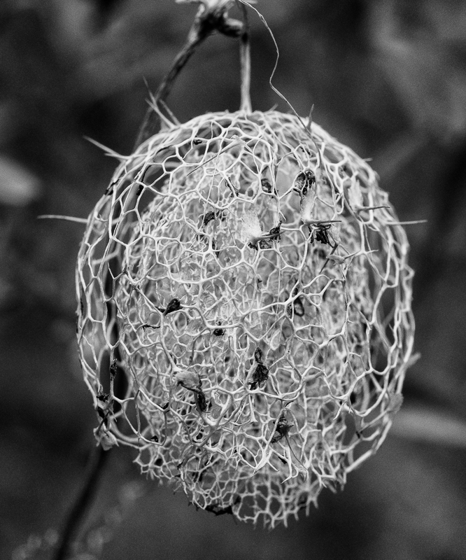 Wild Cucumber