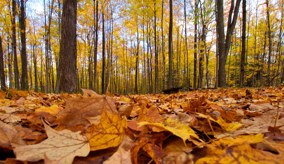 Leafy Path