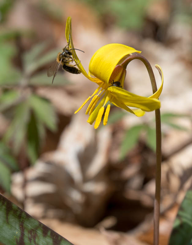 Trout Lily