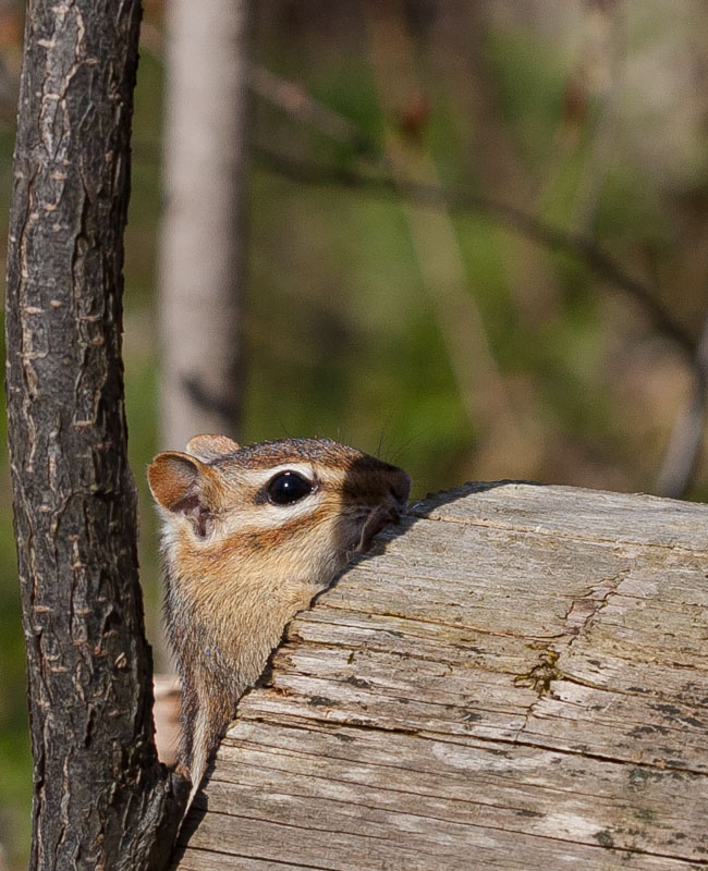 Chipmunk
