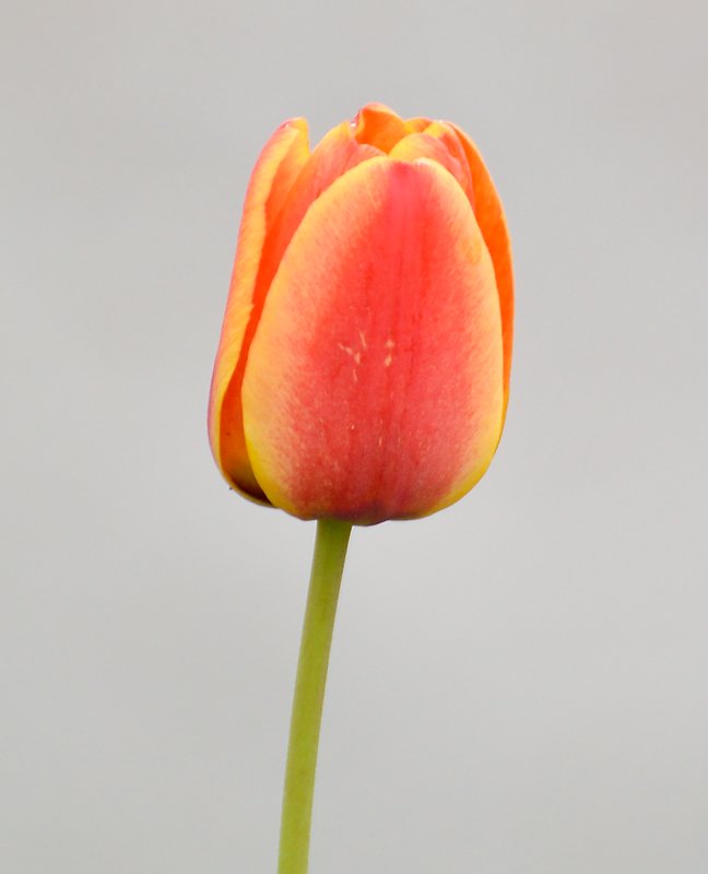 Tulip