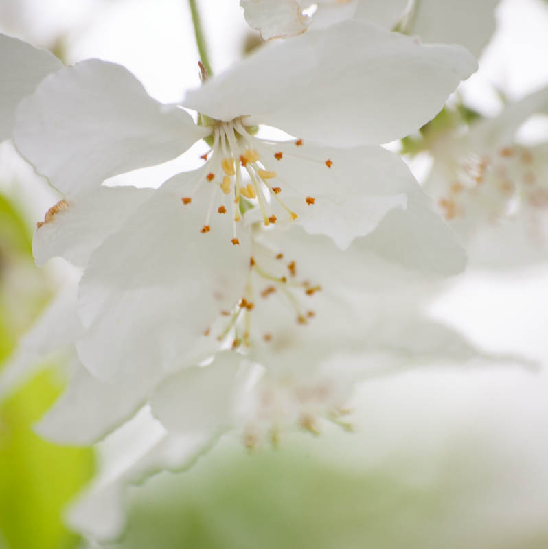 Apple Blossoms