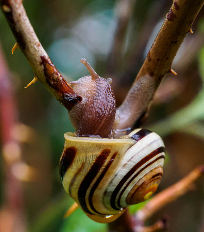 Snail climbing a rosebush