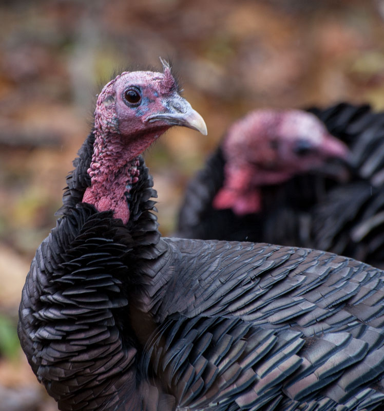 Turkeys