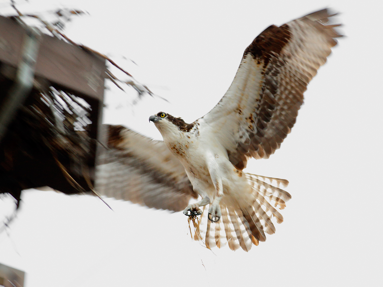 BIF at 1/80 second
