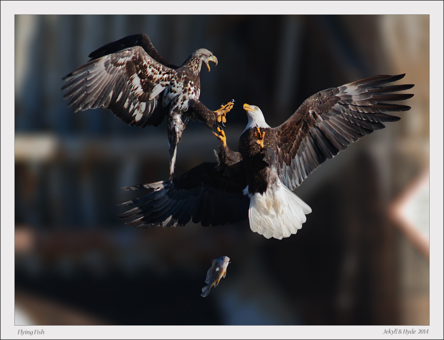 Flying Fish