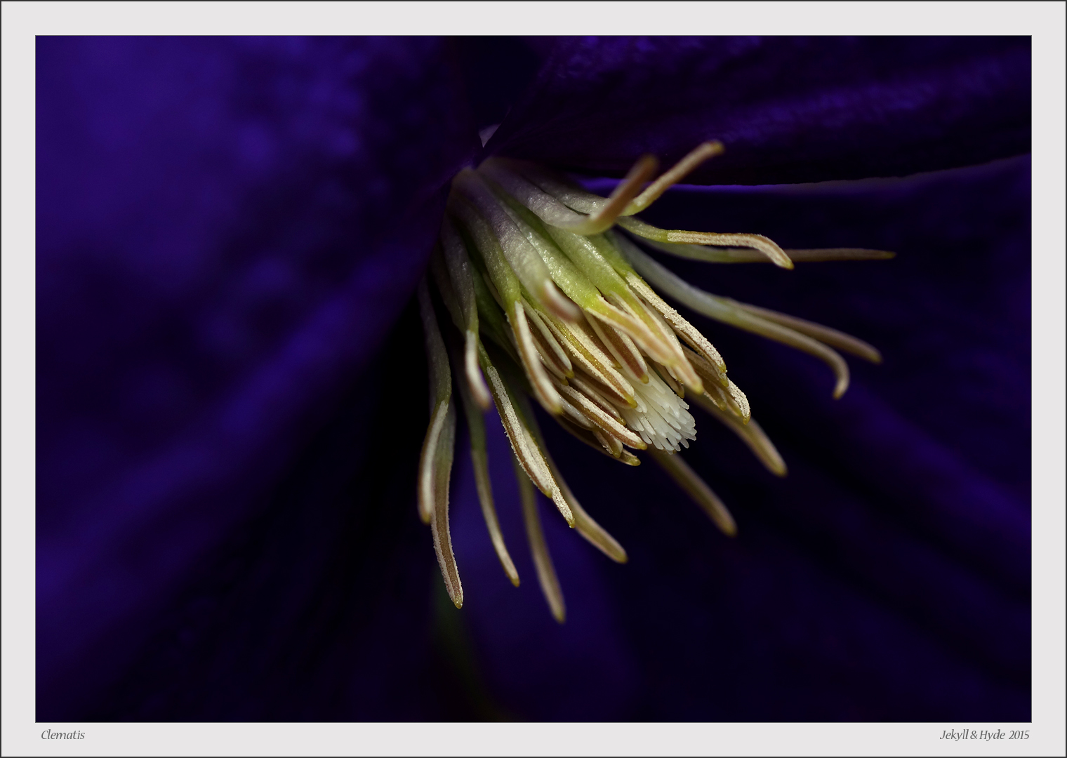 Clematis