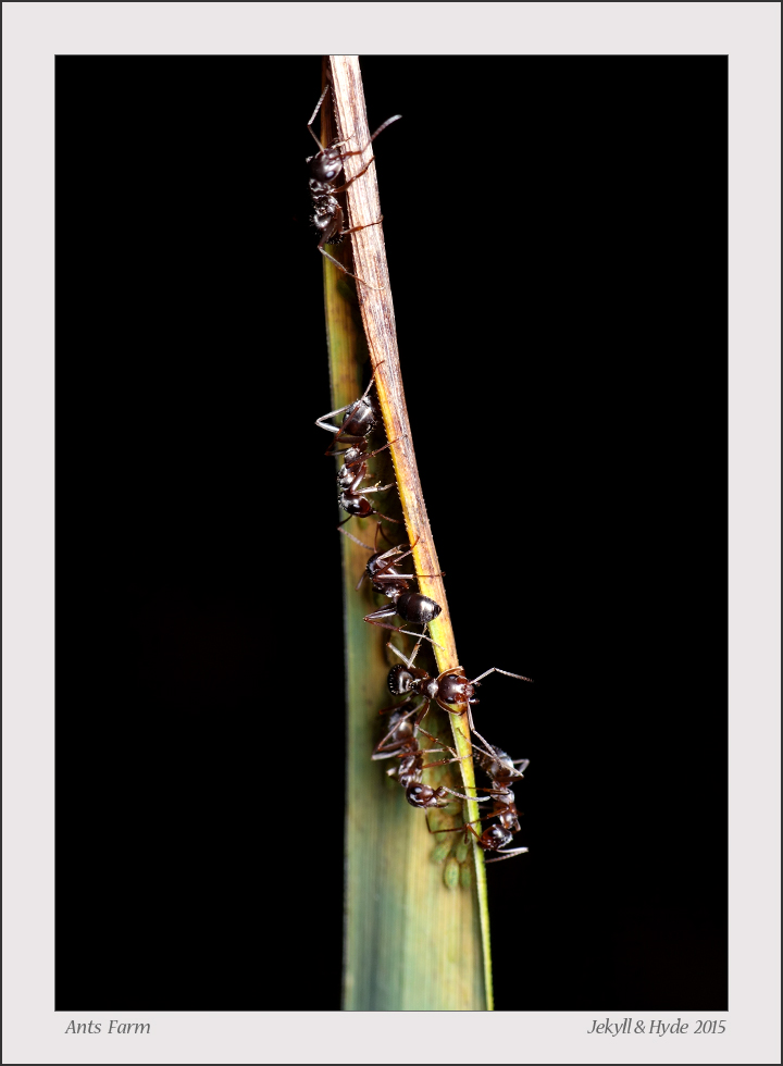 Ants Farm